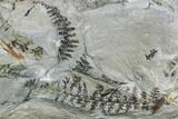 Fossil Fern (Lyginopteris) Plate - Alabama #112703-3
